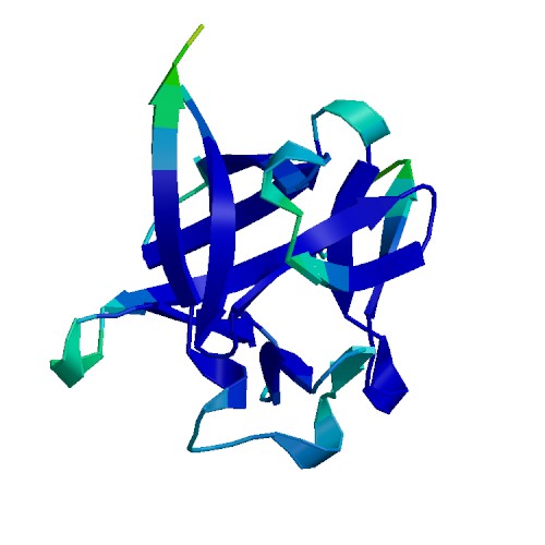 Basic FGF (FGF2), Murine