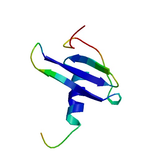 CCL11, Rhesus Macaque