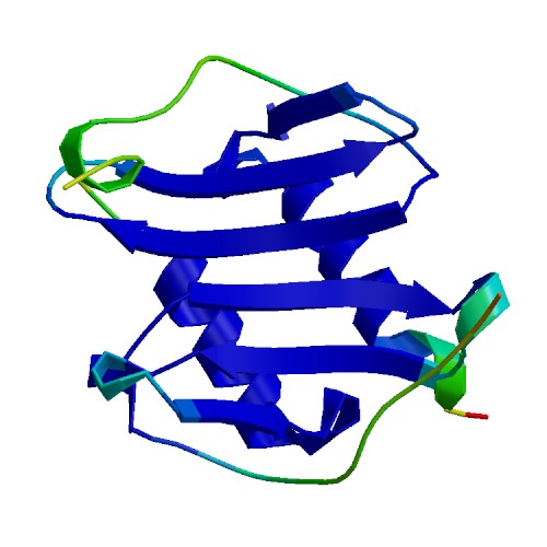 CXCL2, Murine