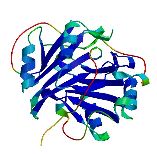 PF4 (CXCL4), Murine
