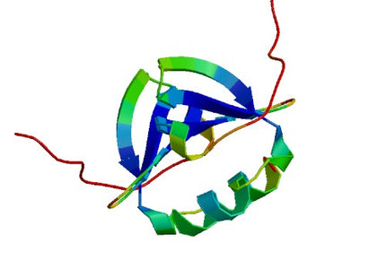 CXCL12-alpha, Murine