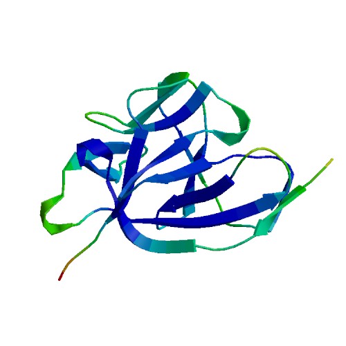 IL1A (IL-1 alpha), Human