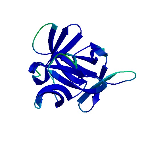 IL1B (IL-1 beta), Human