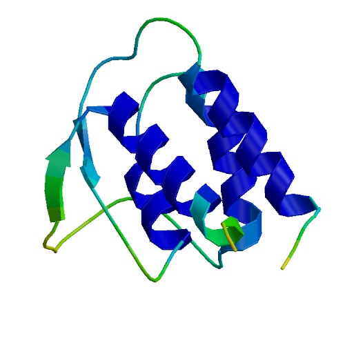 IL13, Human (Variant)