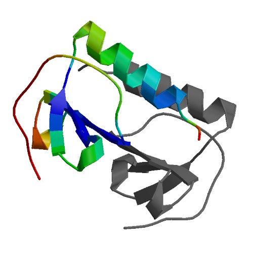 IL8, Human (72 a.a.)