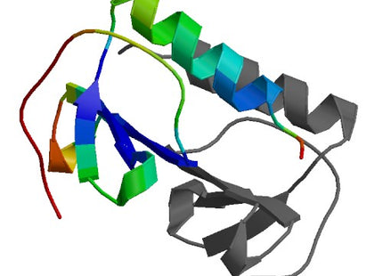 IL8, Human (77 a.a.)