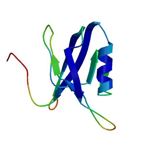 IL16, Human (121 a.a.)