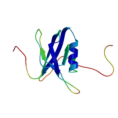 IL16, Human (130 a.a.)