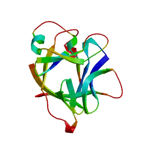 IL36B (IL-36 beta), Human (153 a.a.)