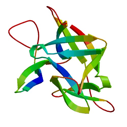 IL36G (IL-36 gamma), Human (152 a.a.)