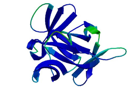 IL1B (IL-1 beta), Rhesus macaque