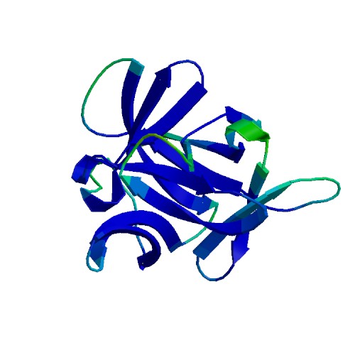 IL1B (IL-1 beta), Rhesus macaque