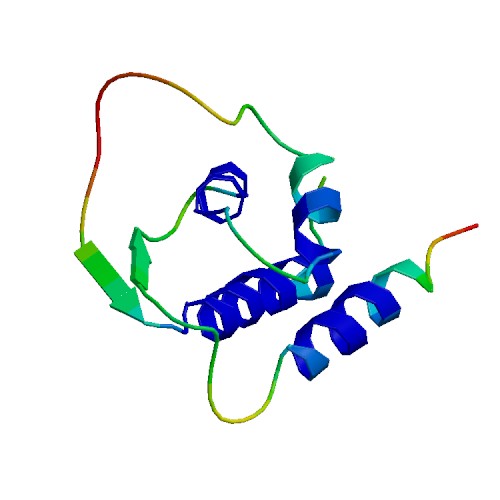 IL13, Rhesus macaque