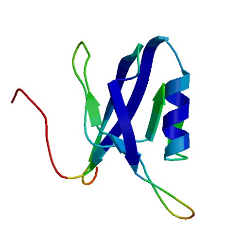 IL16, Rhesus macaque