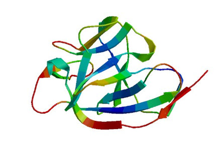 IL1A (IL-1 alpha), Murine