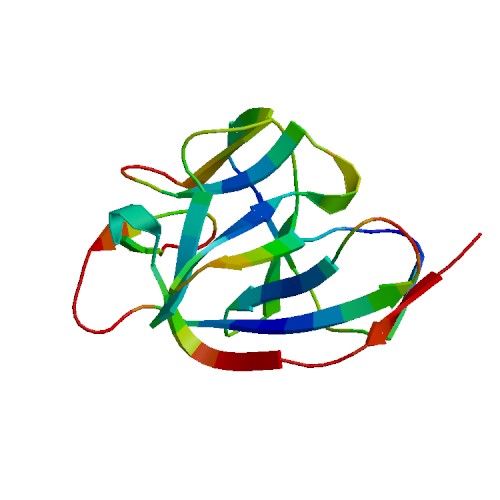IL1A (IL-1 alpha), Murine