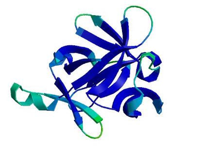 IL1B (IL-1 beta), Murine