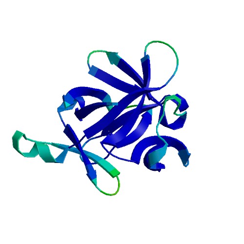 IL1B (IL-1 beta), Murine