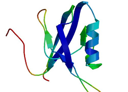 IL16, Murine (121 a.a.)