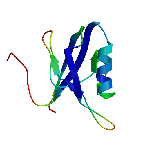 IL16, Murine (121 a.a.)