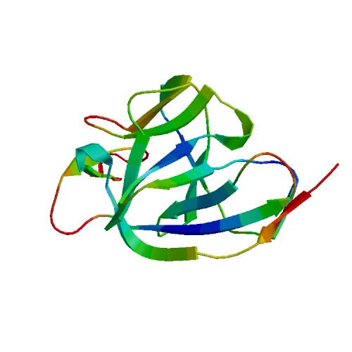 IL1A (IL-1 alpha), Rat