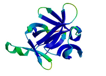 IL1B (IL-1 beta), Rat