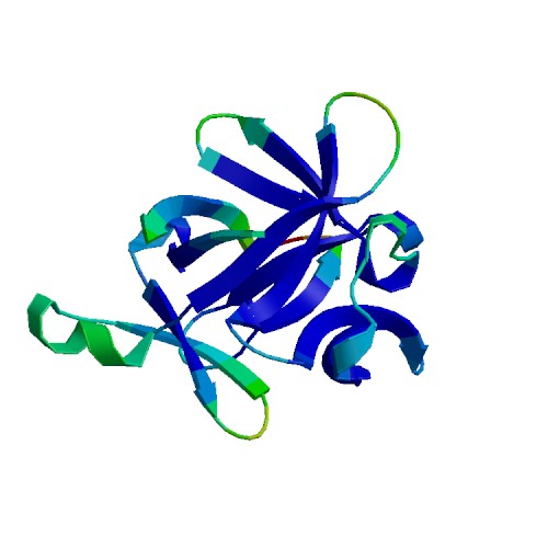 IL1B (IL-1 beta), Rat