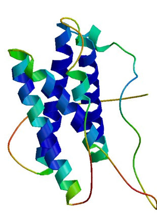 IL6, Rat