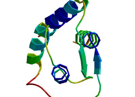 IL13, Rat (113 a.a.)