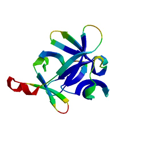 IL1B (IL-1 beta), Porcine