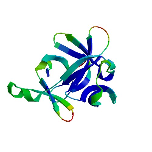 IL1B (IL-1 beta), Equine