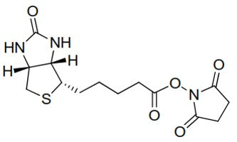 Biotin‐NHS ester