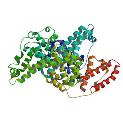 Bovine Serum Albumin (BSA), Cohn Analog Grade