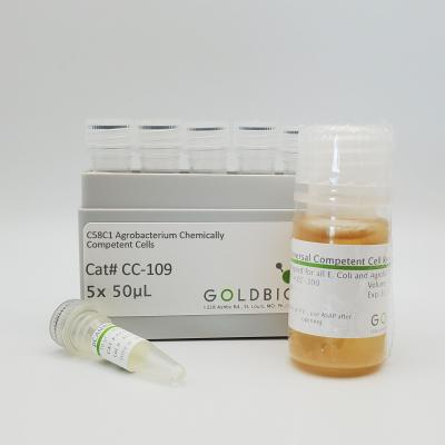 C58C1 Agrobacterium Chemically Competent Cells