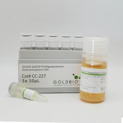 GV3101 (pSoup-P19) Agrobacterium Electrocompetent Cells