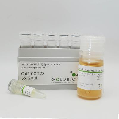 AGL-1 (pSoup-P19) Agrobacterium Electrocompetent Cells