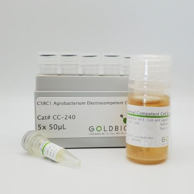 C58C1 Agrobacterium Electrocompetent Cells