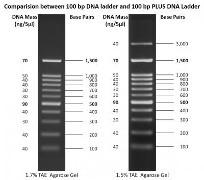 GoldBio DNA Ladder Comparison 100 bp vs. 100 bp PLUS DNA Ladder