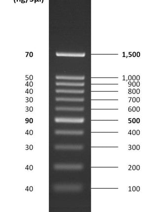D001 GoldBio DNA Ladder Band Image