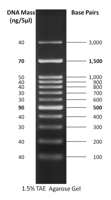 D003 GoldBio DNA Ladder 100 bp - 3000 bp - bands
