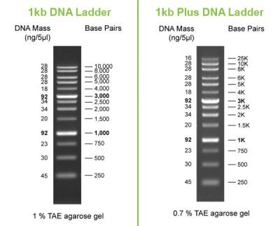 1kb DNA Ladder comparison to 1KB Plus DNA Ladder - GoldBio