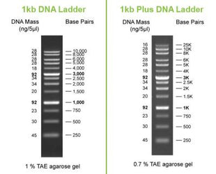 1kb and 1kb dna ladder comparison - GoldBio