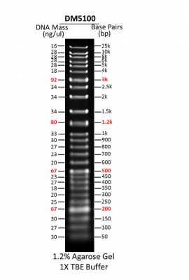 ReadyLadder™, 50 bp-25 kb, DNA Ladder - Ready-to-use