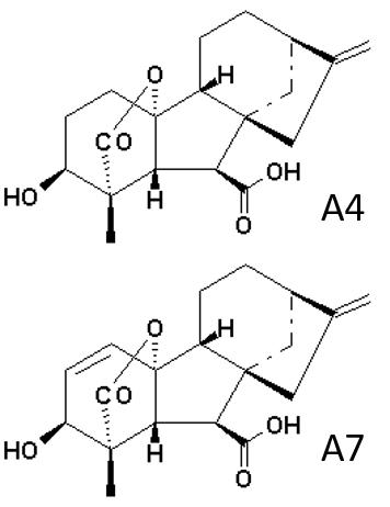 Gibberellic Acid 4+7