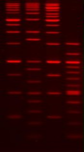 GelRed™ Nucleic Acid Gel Stain, 10,000X in DMSO