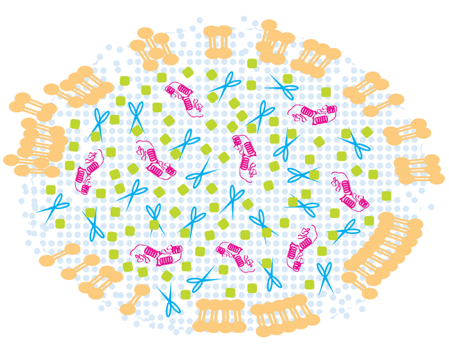 ProBlock™ Gold Extra Strength Protease Inhibitor Cocktail