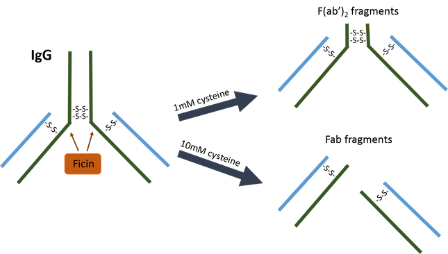 Immobilized Ficin Agarose Resin