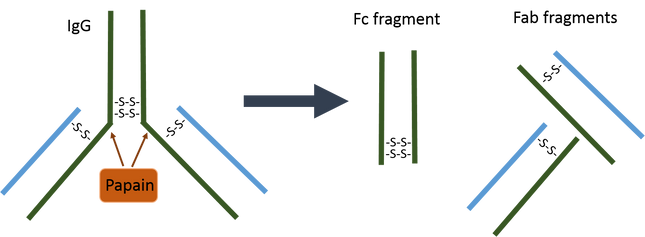 Immobilized Papain Agarose Resin