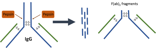 Immobilized Pepsin Agarose Resin