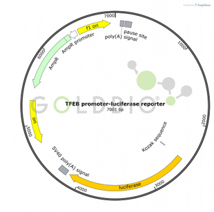 https://commercio.nyc3.digitaloceanspaces.com/goldbio-2018/pages/L-645_map-image.png